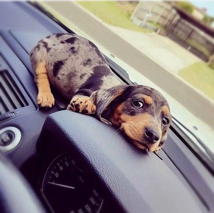 A Dachshund puppy lying on top of the dashboard inside the car