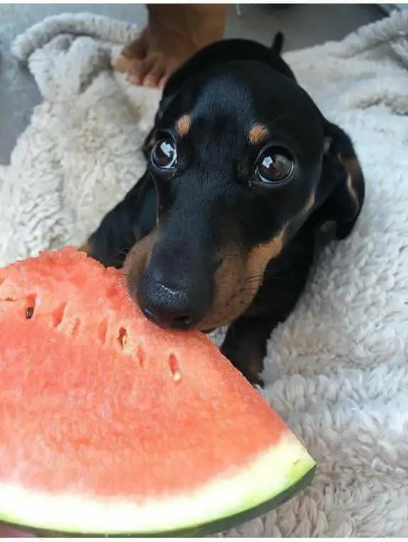 A Dachshund lying on the blanket while eating watermelon