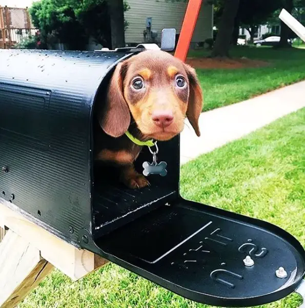 A Dachshund puppy inside the mail box in the front yard