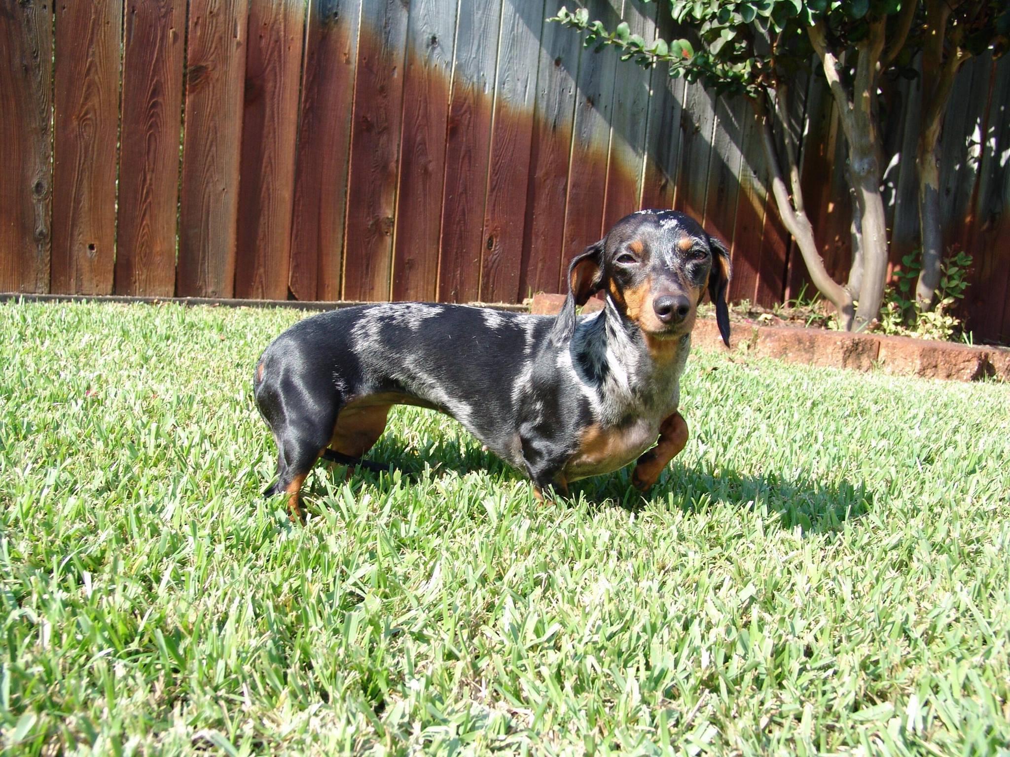 A Dachshund standing in the yard