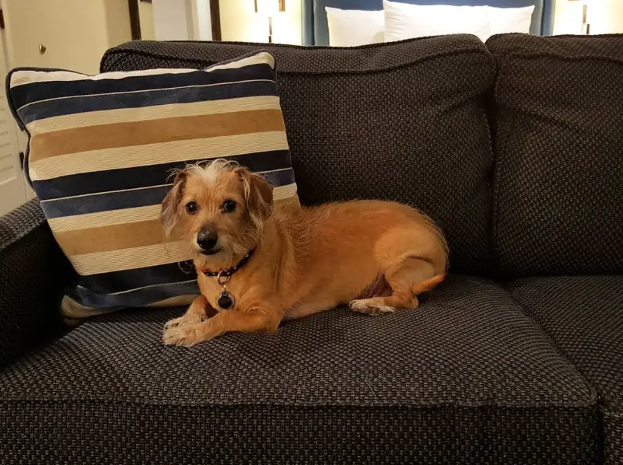 A dachshund terrier lying on the couch