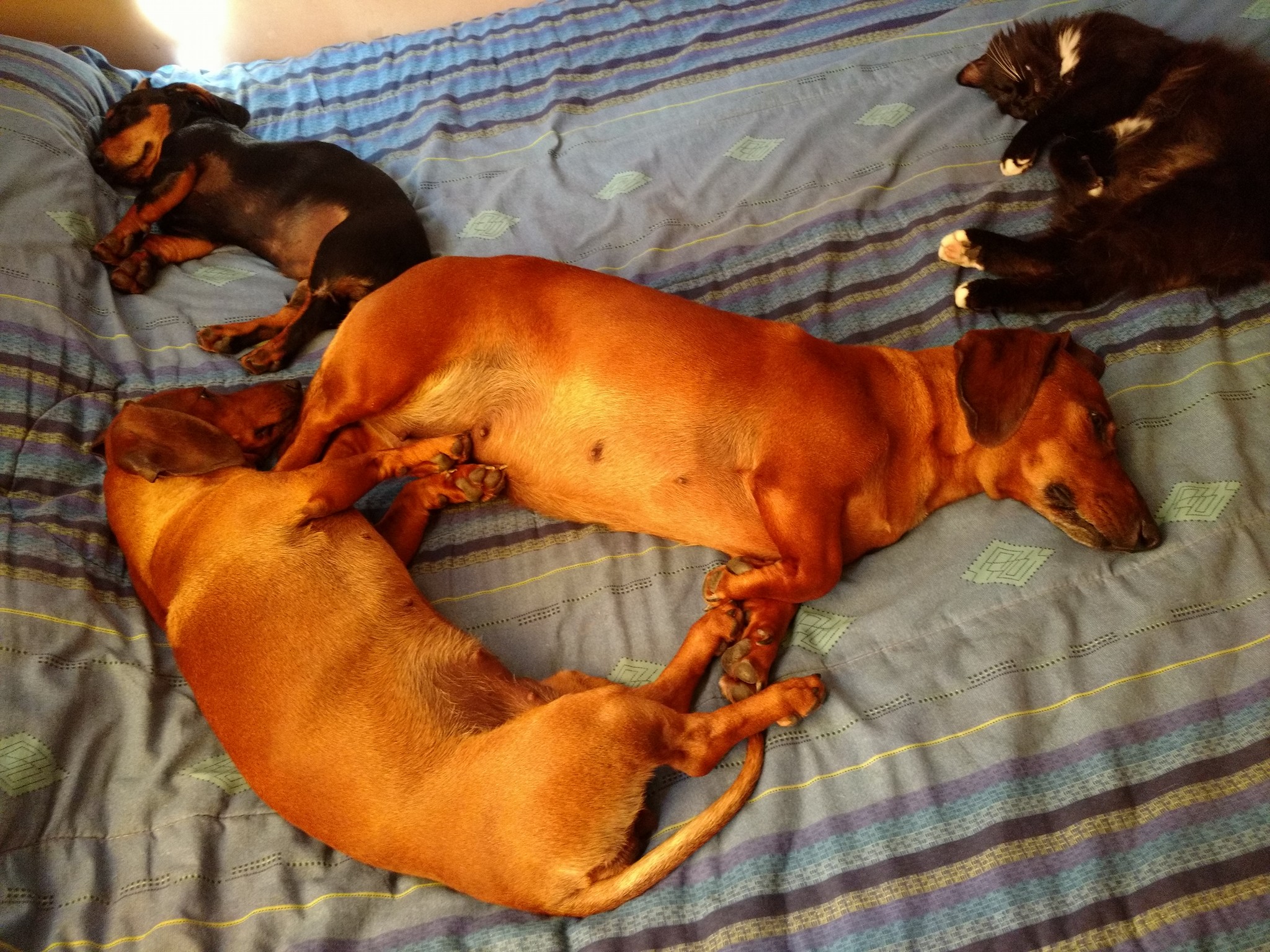 three Dachshund sleeping on their bed