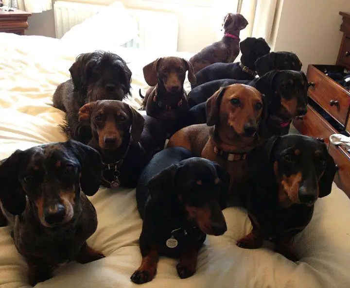 pack of Dachshund sitting on top of the bed