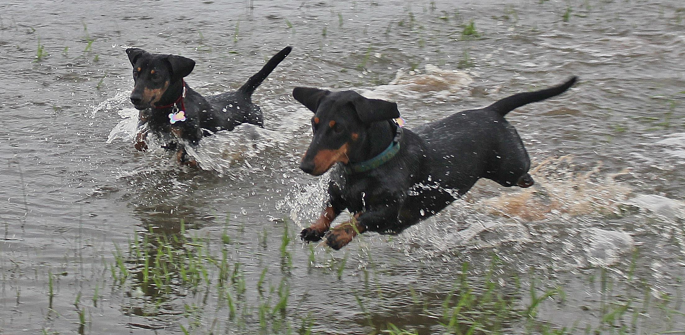 two Dachshunds running in the lake