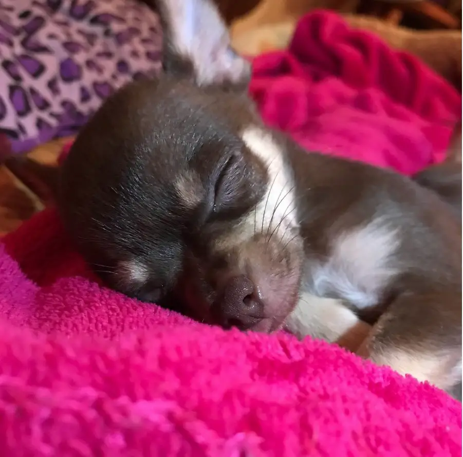 A Chihuahua puppy soundly sleeping on its bed