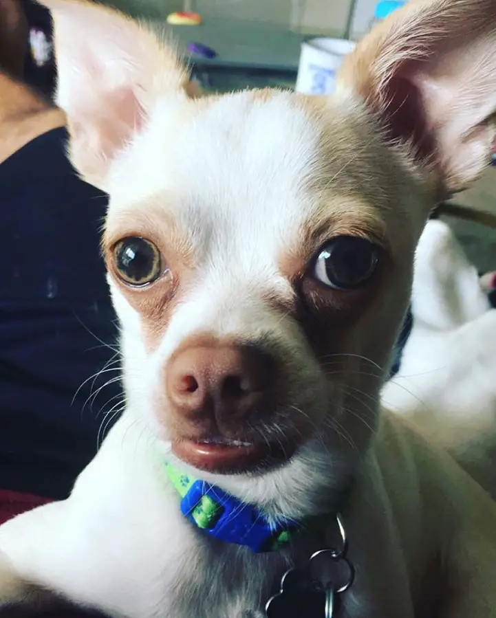 21 Cutest Deer Head Chihuahuas in the World The Paws