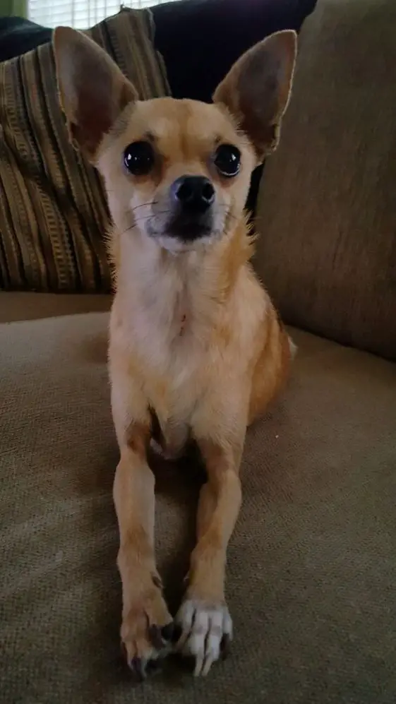21 Cutest Deer Head Chihuahuas in the World | Page 6 of 8 | The Paws
