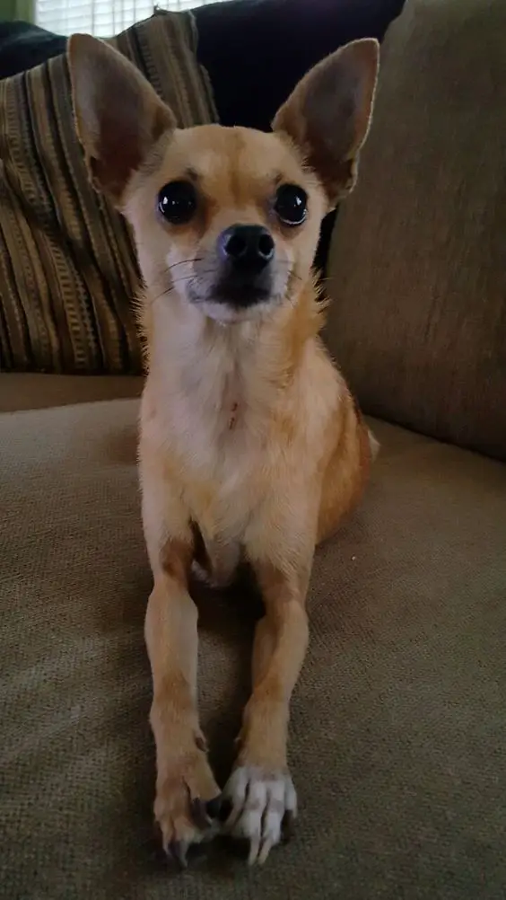 21 Cutest Deer Head Chihuahuas in the World – Page 4 – The Paws