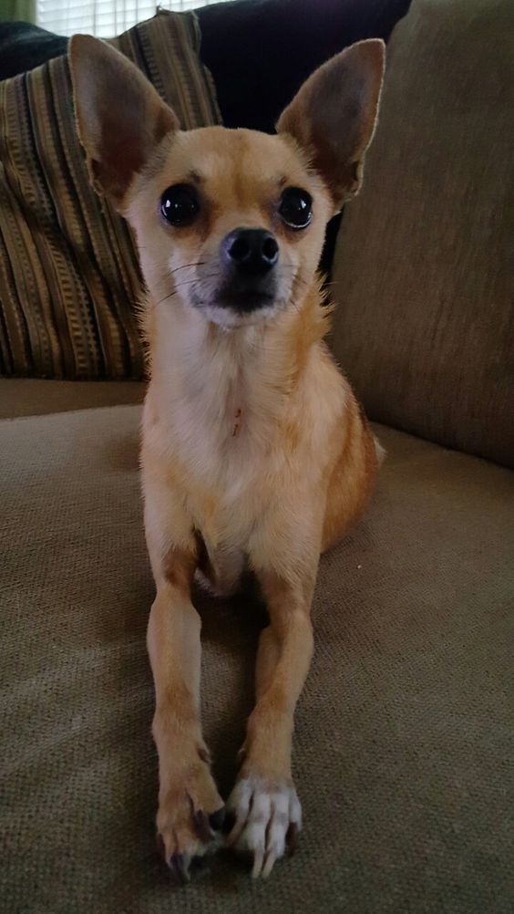 A Chihuahua lying on the couch with its curious face