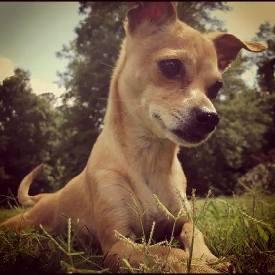 A Chihuahua lying on the grass