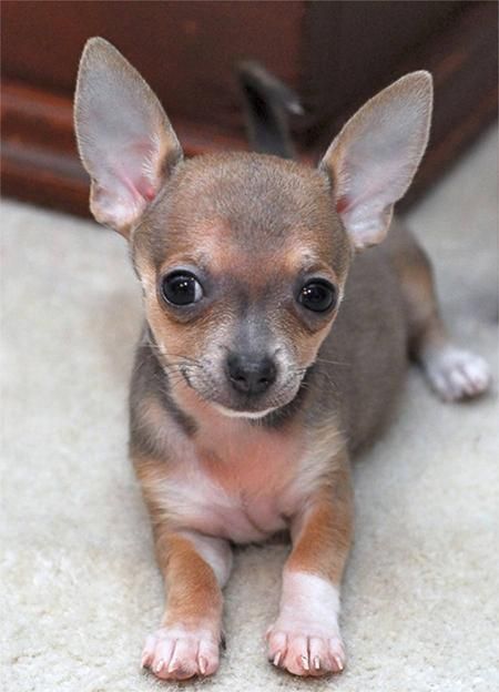 A Chihuahua puppy lying on the floor