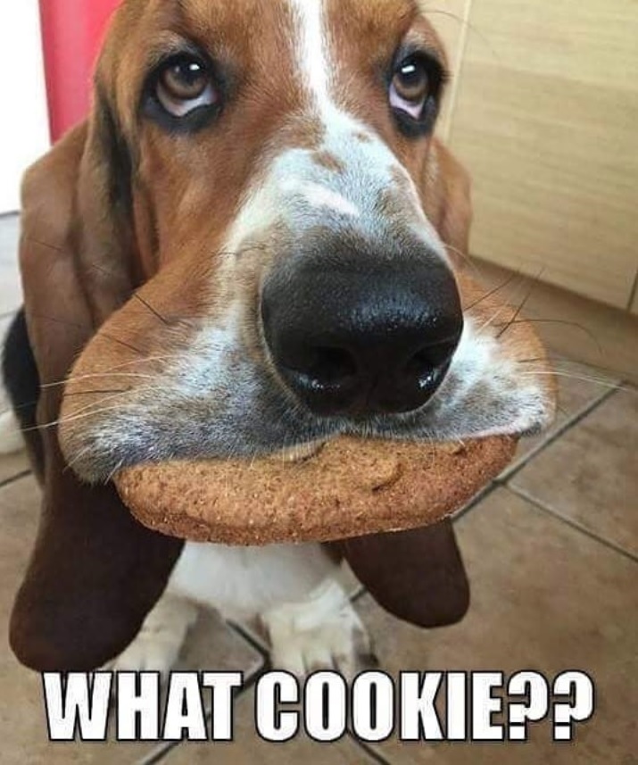 Basset Hound with a big cookie in its mouth photo with a text 