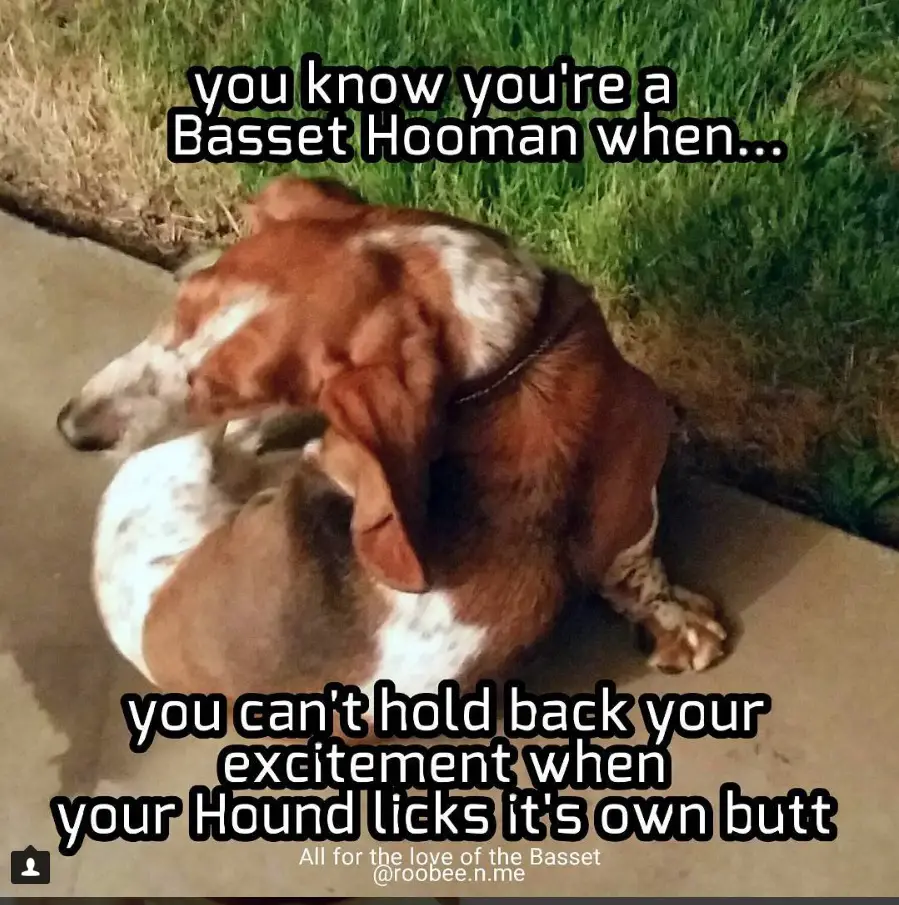 Basset Hound licking its butt photo with a text 