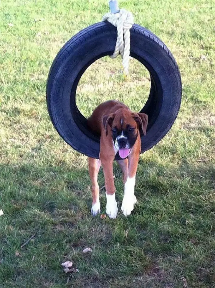 A Boxer Dog hanging in a tire swing with its tongue out