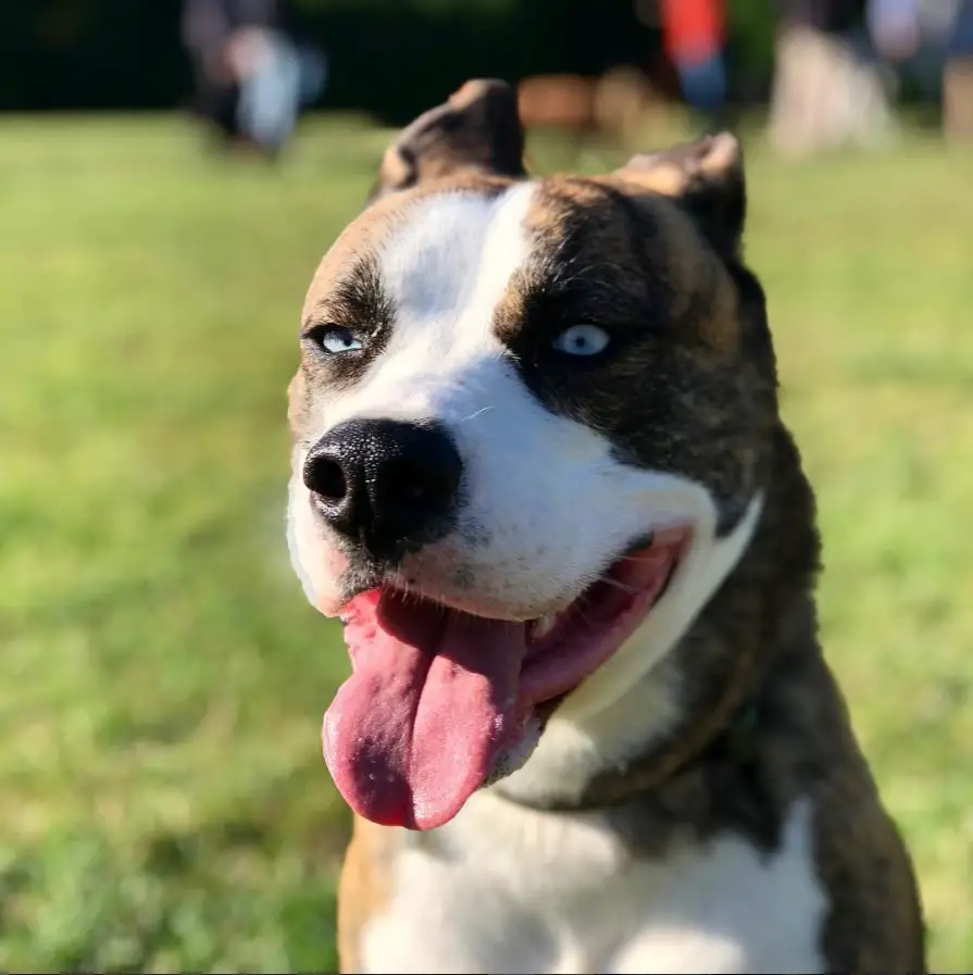 A Boxsky sitting at the park with its tongue out