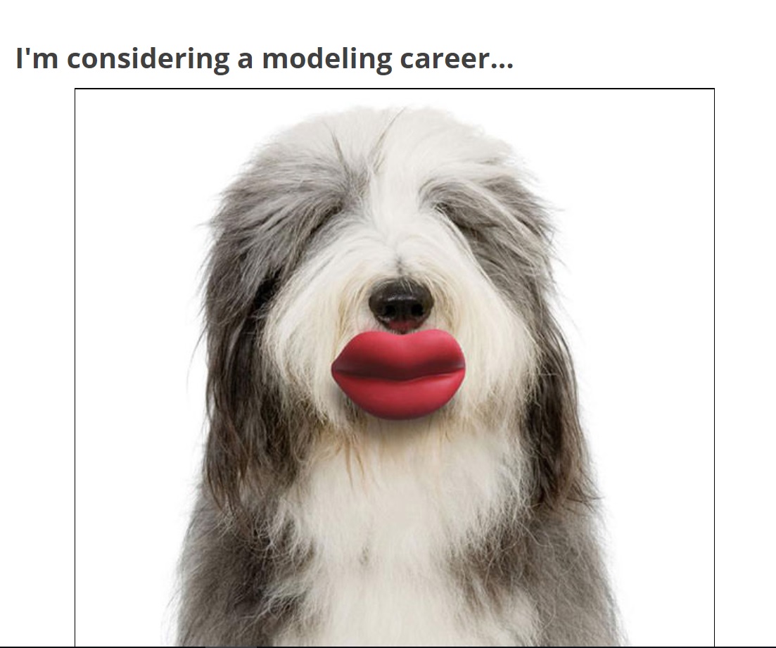 A white and gray dog with lip toy in its mouth photo with text - I'm considering a modeling career...