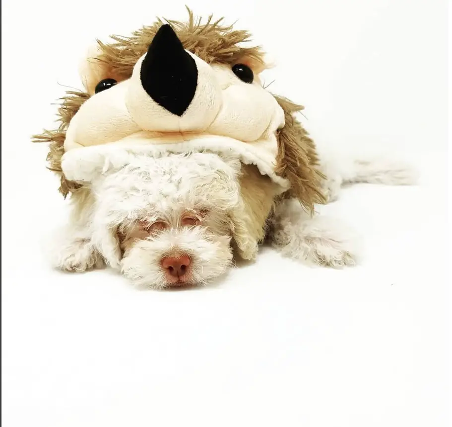 a small white dog in hedgehog costume while sleeping on the bed