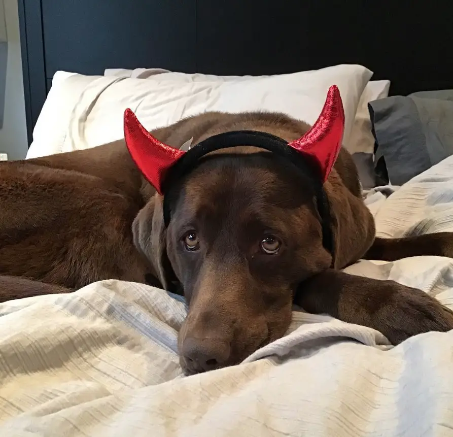 A chocolate brown labrador lying on the bed while wearing a devil head piece