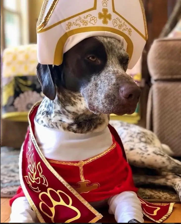 A dog in priest costume while sitting on the floor