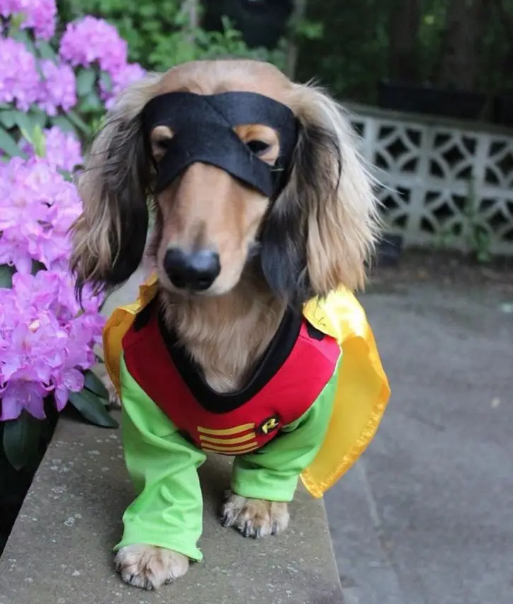 A dachshund in robinhood costume while standing on the concrete bench