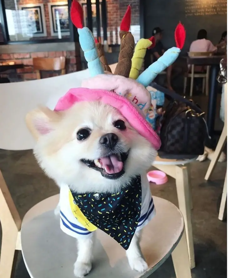 A pomeranian standing on the chair in its cake head piece