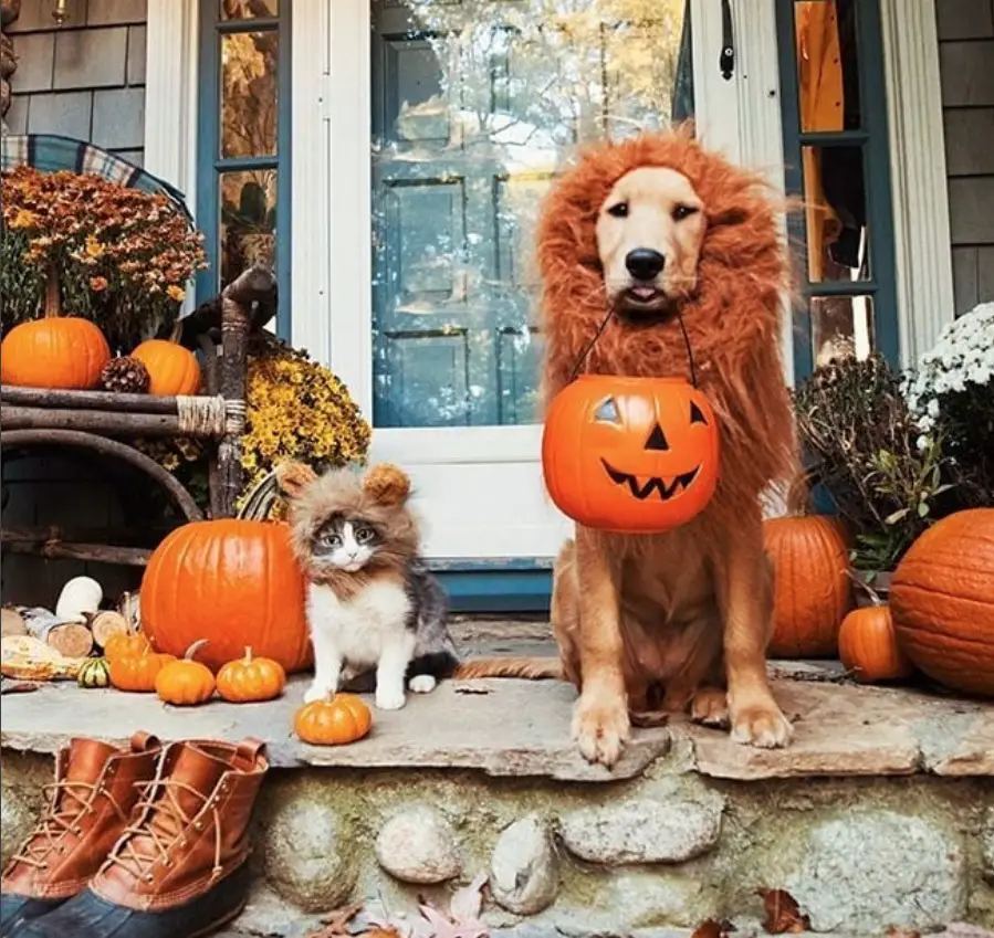 A golden retriever in lion costume while sitting in the front porch with a cat in lion costume