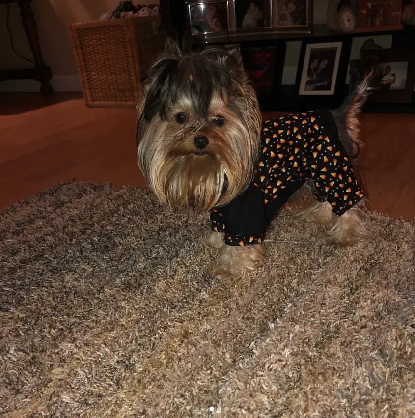 A yorkie wearing a halloween one piece pajamas while standing on the carpet