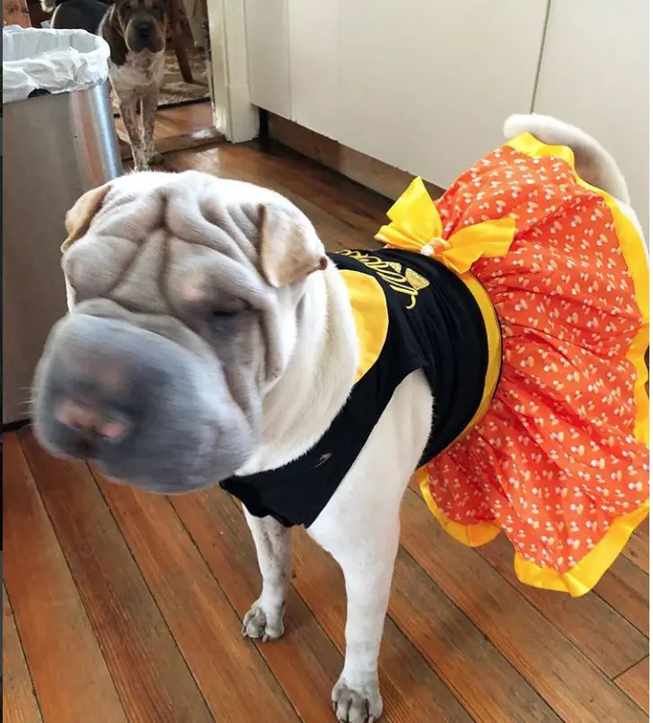 a sharpei in halloween dress standing on the floor