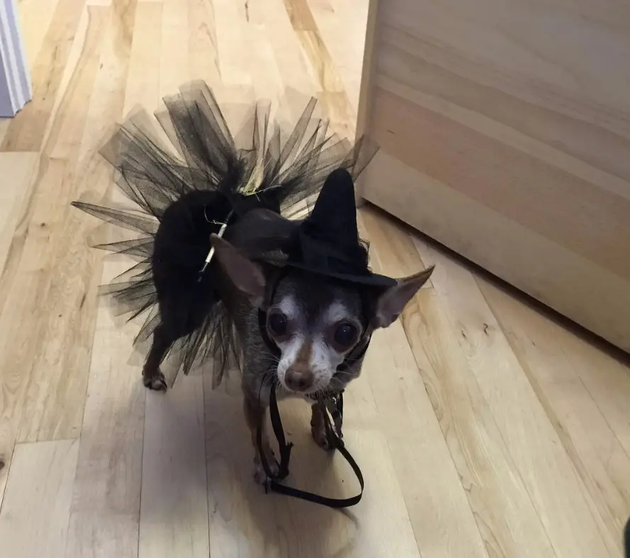 A chihuahau in black witch costume while standing on the floor