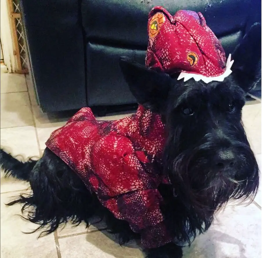 a black schnauzer in its dragon costume while sitting on the floor
