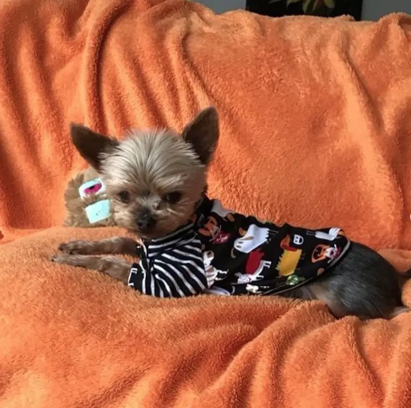 A yorkie in halloween shirts lying on the couch