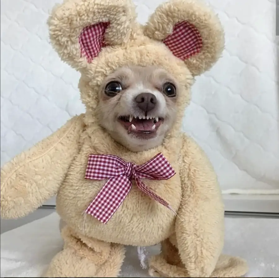A chihuahua wearing a teddy bear costume while smiling and sitting on the floor