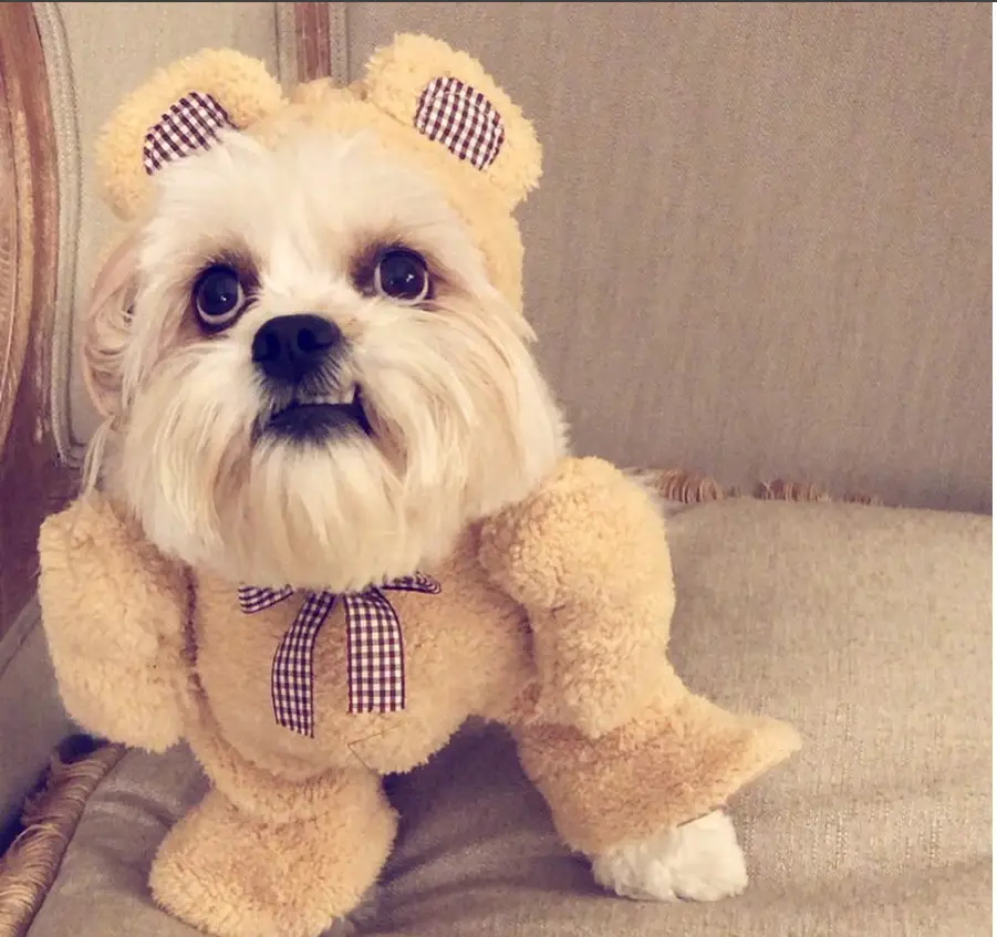 A white shih tzu in teddy bear costume while sitting on the couch