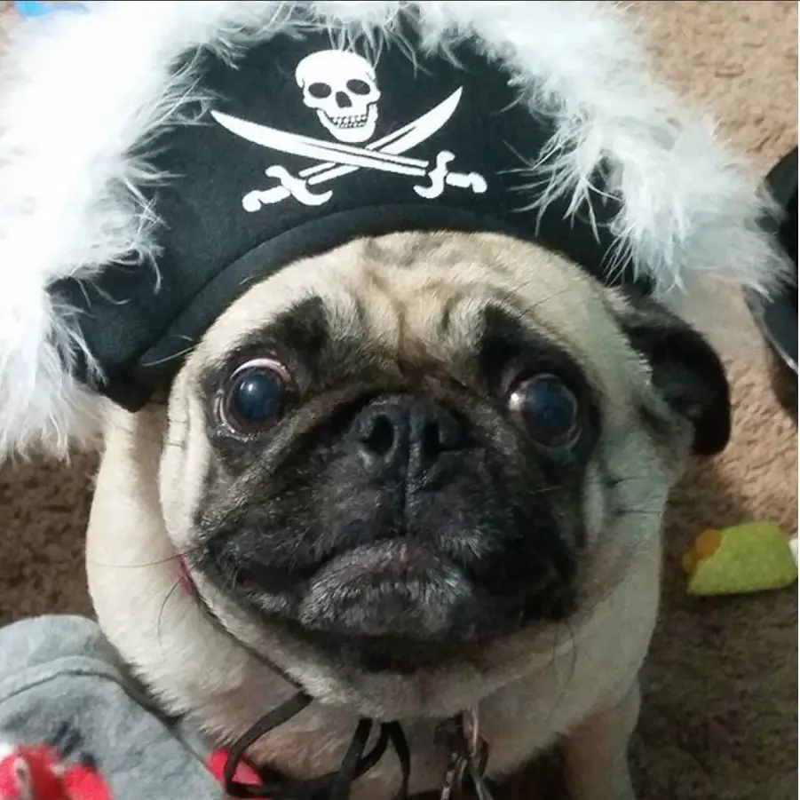 A pug wearing a pirate headpiece while sitting on the floor
