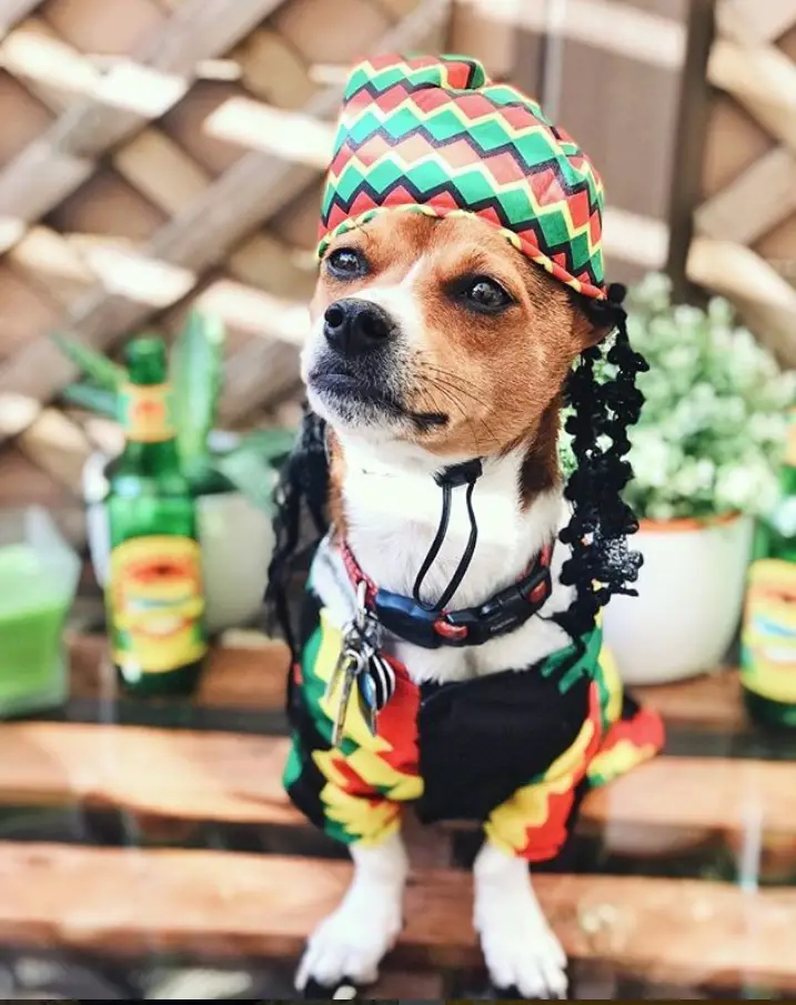 A dog in reggae costume while sitting on the wooden bench