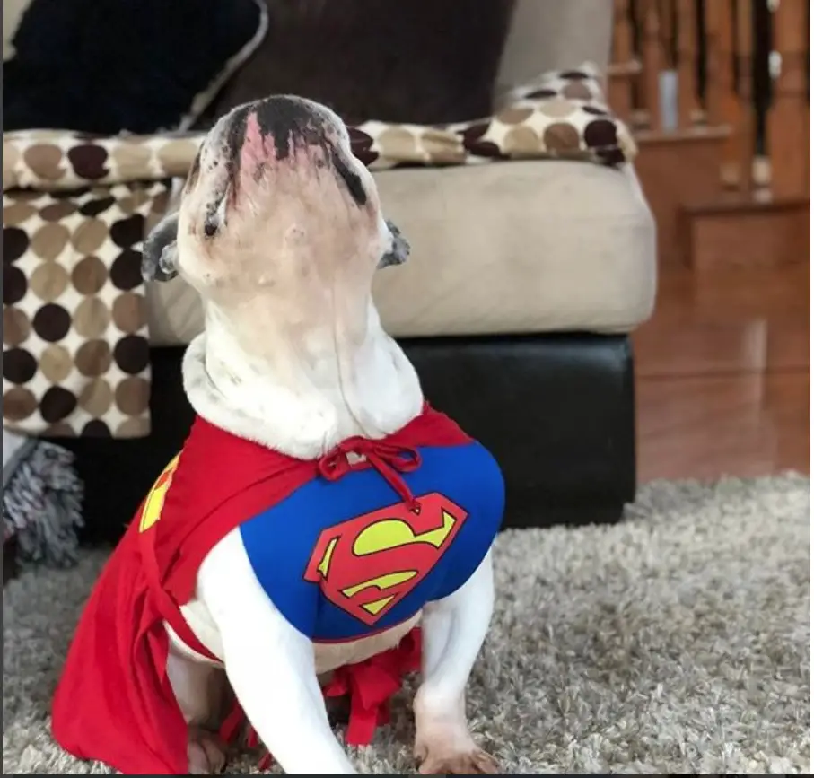 A dog in superman costume sitting on the carpet in the living room