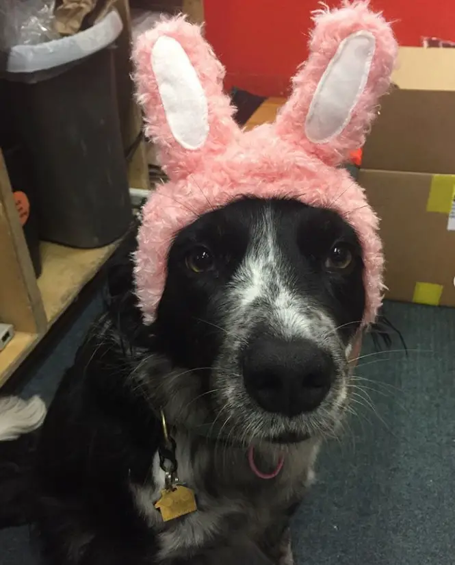 A border collie wearing bunny ears headband while sitting on the floor