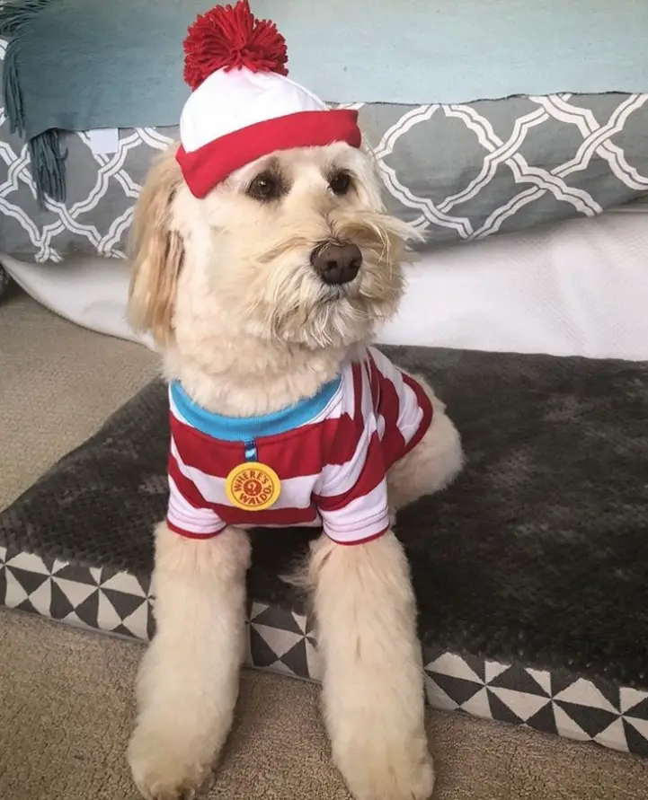 A dog in where's waldo costume while sitting on its bed