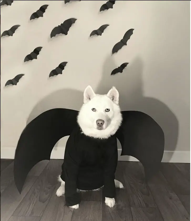 A white husky in bat costume while sitting on the floor with bat stickers on the wall behind him