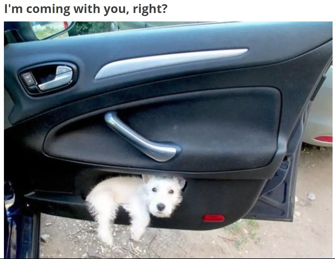 A white schnauzer puppy lying in the car door's compartment photo with caption - I'm coming with you right?
