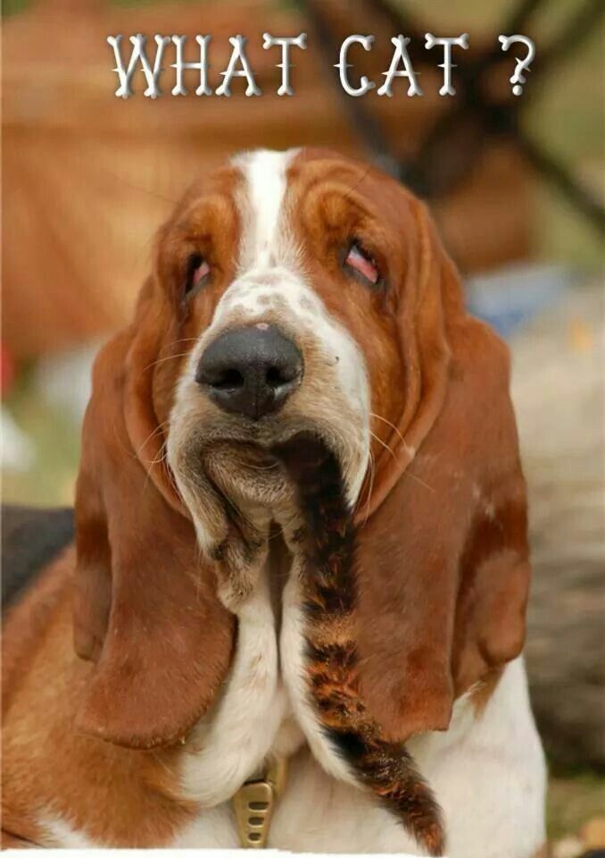 Basset Hound with a cat tail on its mouth photo with a text 