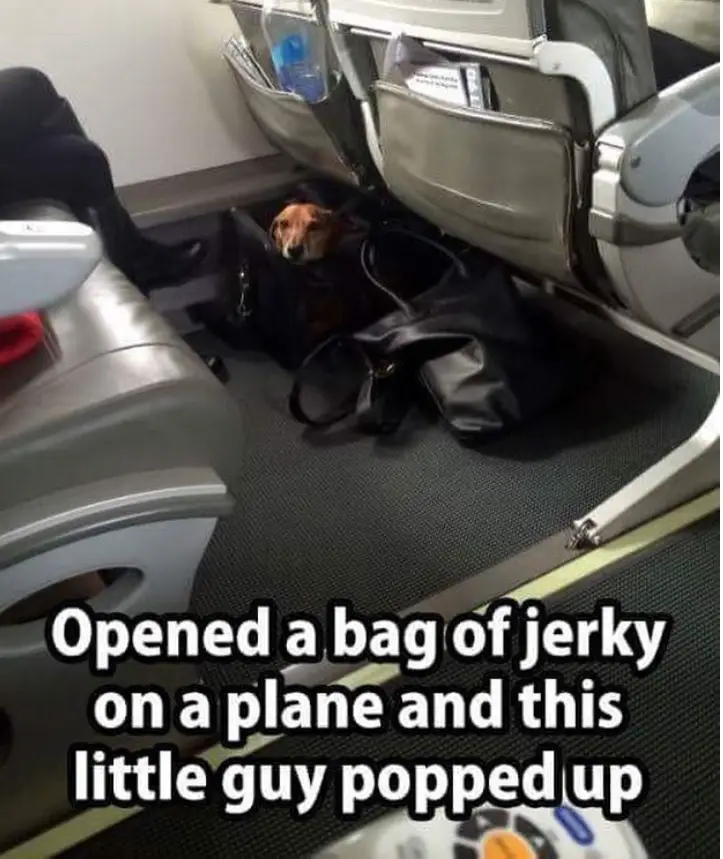 Dachshund inside a bag on the airplane floor with its head out photo with a text-Opened a bag of jerky on a plane and this little guy popped up.