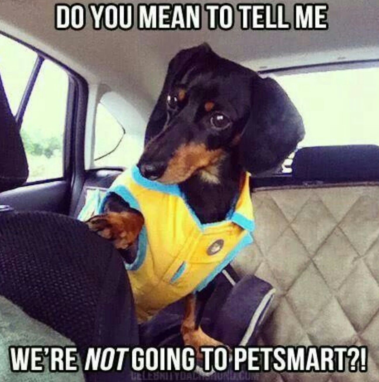 Dachshund sitting behind the backseat photo with a text - 