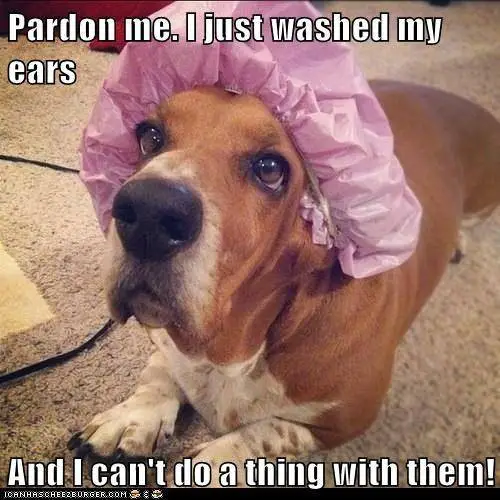 Basset Hound lying on the floor with its ears wrapped in a shower cap photo with a text 