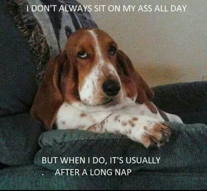 Basset Hound sitting on the couch photo with a text 