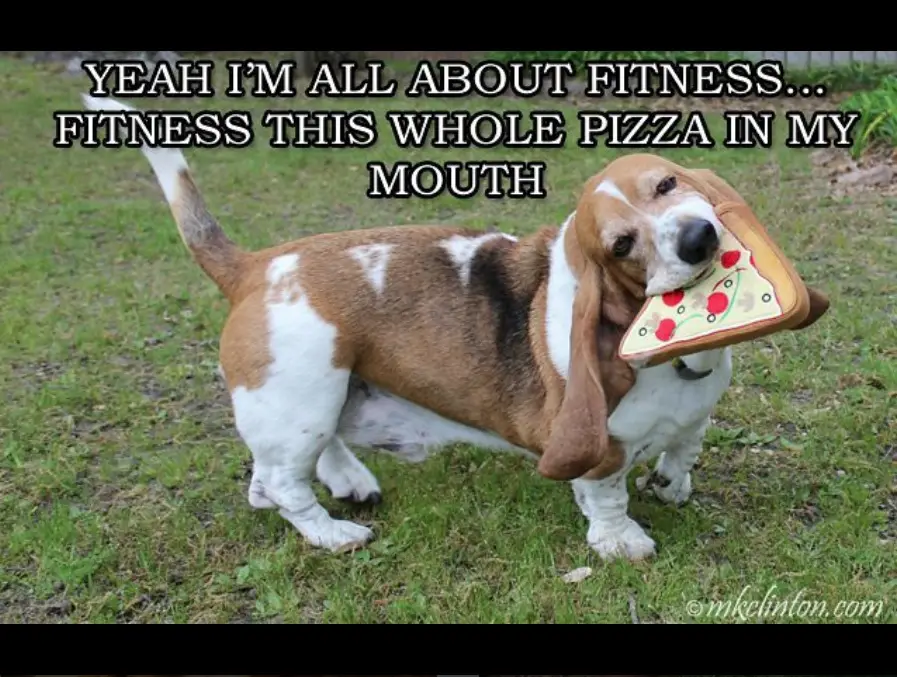 Basset Hound in the backyard with a pizza toy in its mouth photo with a text 