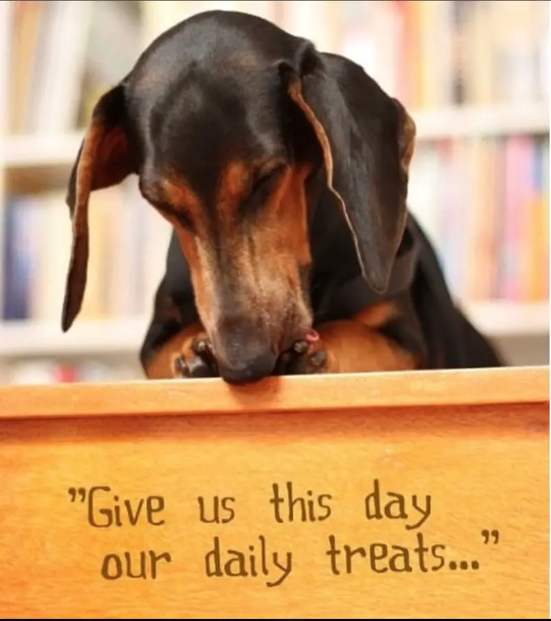 praying Dachshund with its paws together and its eyes close while lying on top of the table photo with a text-Give us this day out daily treats.