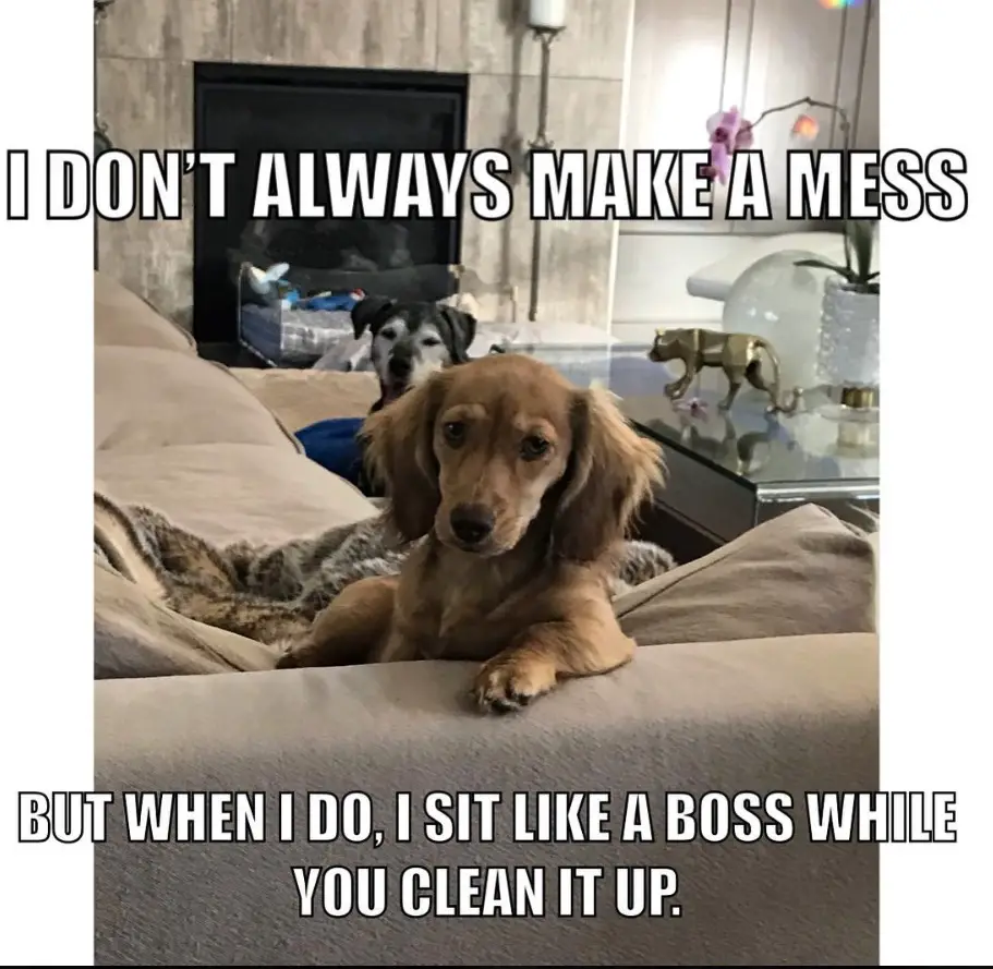 Dachshund sitting on the couch photo with a text- I dont always make a mess but when I do, I sit like a boss while you clean it up 