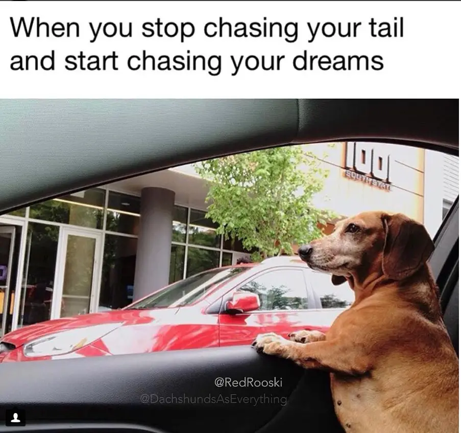 Dachshund standing up beside the car window photo with caption-When you stop chasing your tail and you start chasing your dreams 