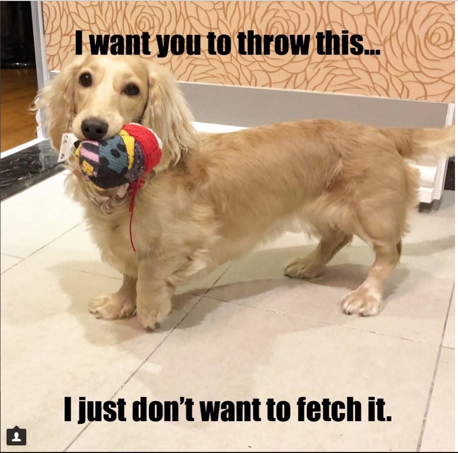 Dachshund standing on the floor with a chew toy in its mouth photo with a text 